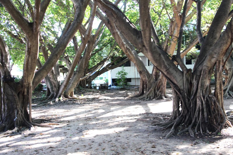 สะพานป่าดินสอ